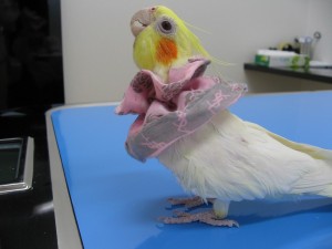 オカメインコ