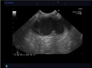 pyometra002