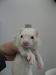 20110325_ferret