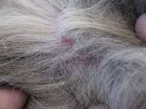 20110410_dermatitis