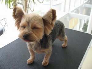 20110426_Yorkie