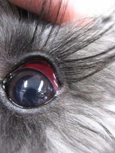 赤い が 犬 白目 犬が充血しているときの対処法！目が赤いショボショボする時は？