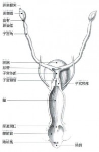 uterus