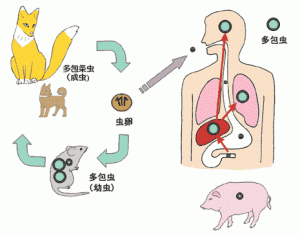 echino_cycle